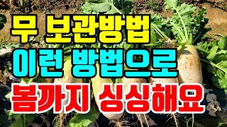김장무 보관방법 내년 봄까지 싱싱하게 먹으려면 지금 수확해서 보관하세요 #김장무보관방법 #무보관하기