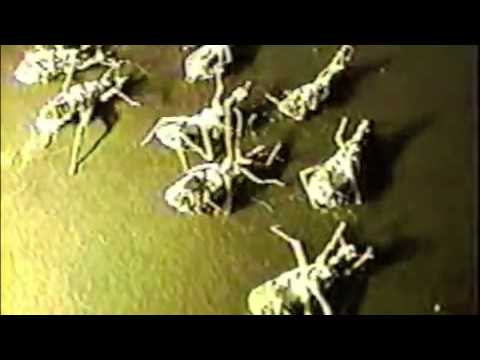 De poepende roofwants - Chagas