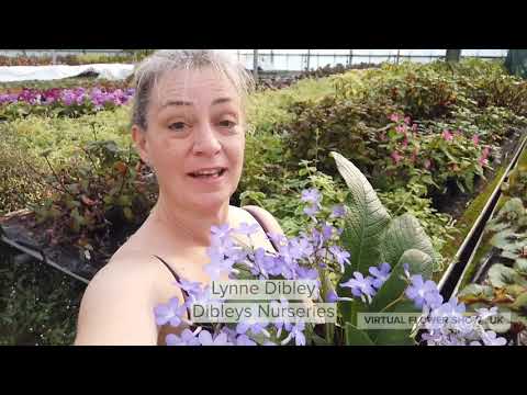 My favourite plant is part 2