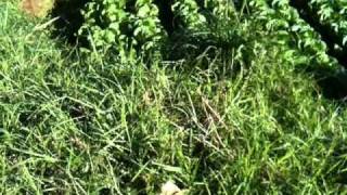 Download lagu tempik sak itil mp3 Download lagu tempik sak itil mp3