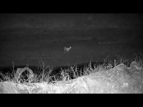 Djuma: Duiker at shallow end of the dam - 18:19 - 09/10/21