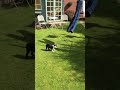 Barney The Boston In The Garden