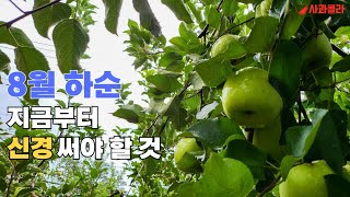 [사과재배] 8월 하순 신경 써야할 것 & 탄저병에 대한 고찰