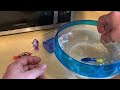 Robo Fish Tank Playset Robotic Toy Pet Review