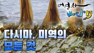 바다의 불로초, 다시마와 미역의 모든 것 #해조류 [어영차바다야-제철수산물]