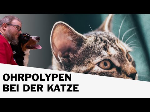 Ohrpolypen bei Katzen
