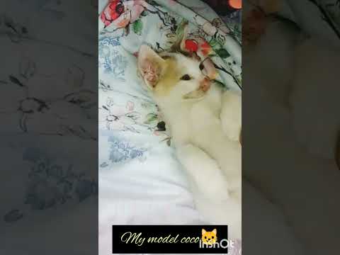 #mymodelcoco🐱 #viral #instagram #facebook