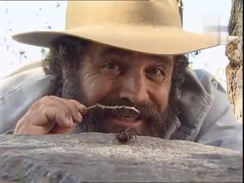 Killer Instinct - Spinnen - Rob Bredl