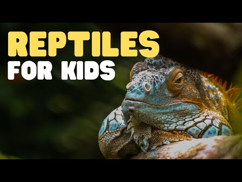 Reptiles for Kids | What is a reptile? Learn all about reptiles and their characteristics