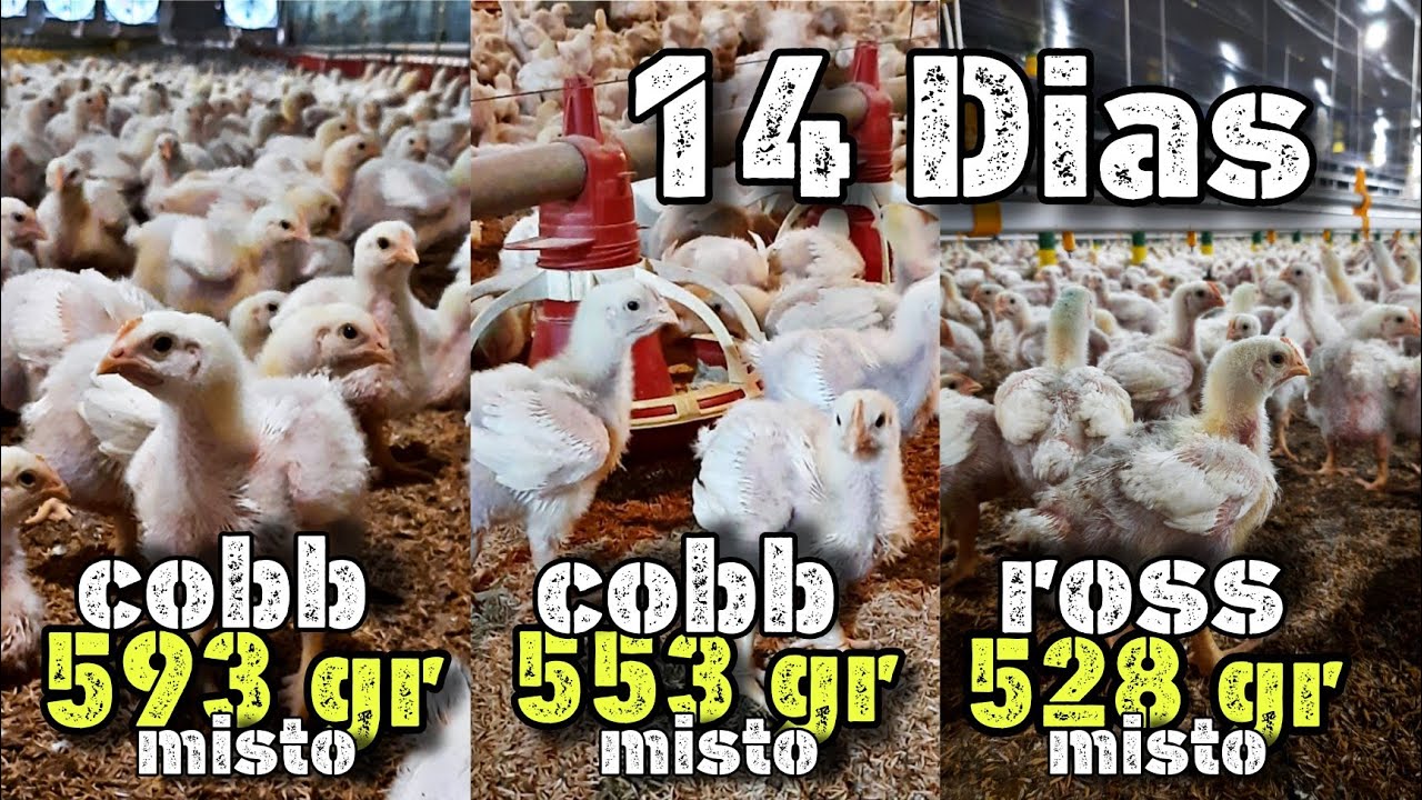 COBB MISTO 593 GRAMAS - DICAS PARA INICIANTES E COMO ESTÁ OS LOTES - 14 DIAS . AVICULTURA