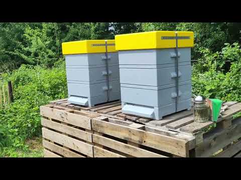 Bijen op De Berenkuil