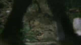 Shane MacGowan and The Popes - Nancy Whiskey