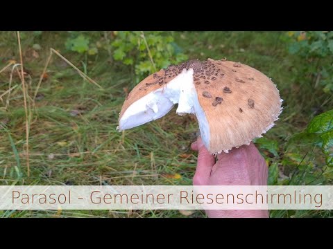 Parasol - Gemeiner Riesenschirmling, wieder ganz spontan gefilmt