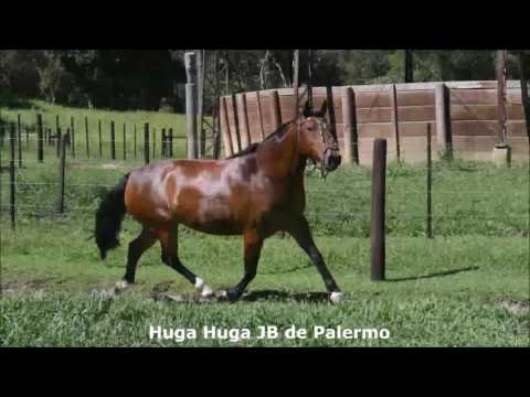 Huga Huga JB de Palermo