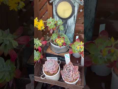 あなたにぴったりの屋外開花多肉植物はどれですか?あなたの庭を明るくする5つの可能性!  庭園