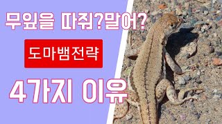무잎따주는이유 무름병?썩음병? 이유있는무덤