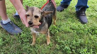 Video preview image #1 Mutt Puppy For Sale in Bandera, TX, USA