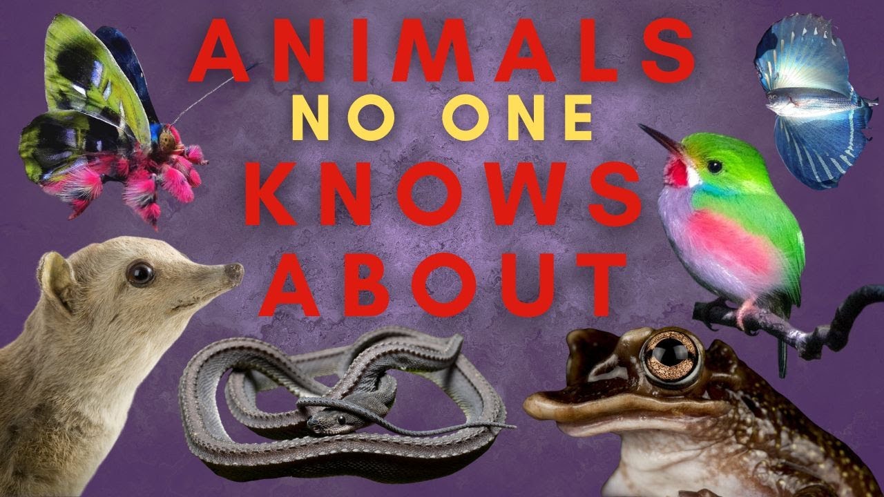 25 Animals You Haven't Heard Of...Maybe - Part Four