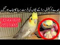 Mere cockatiel bird ki first breed kamiyab ho ge || Cockatiel bird breeding Tips