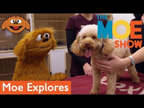 The Moe Show: Moe Explores - Veterinarian