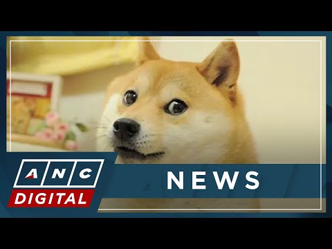 Japanese dog of 'Doge' meme passes away ANC
