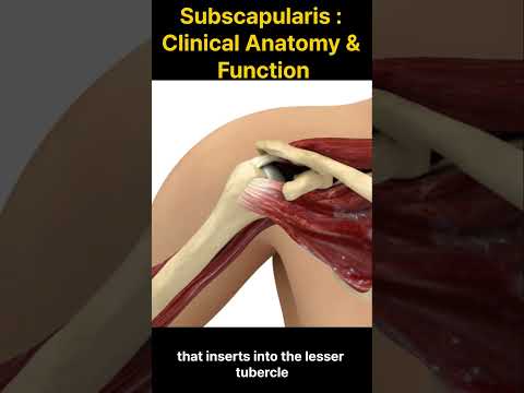 Subscapularis : Clinical Anatomy and Function