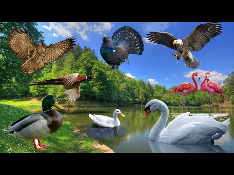 Bird sounds: duck, owl, swan, goose, eagle - Animal moments