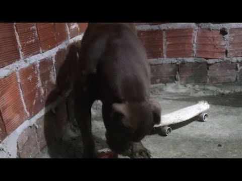 nuwan Pit bull 🔥#lekthebestkennel