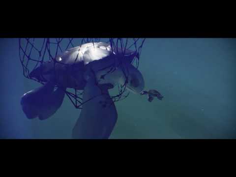 Lacuna Reef (short Animation)