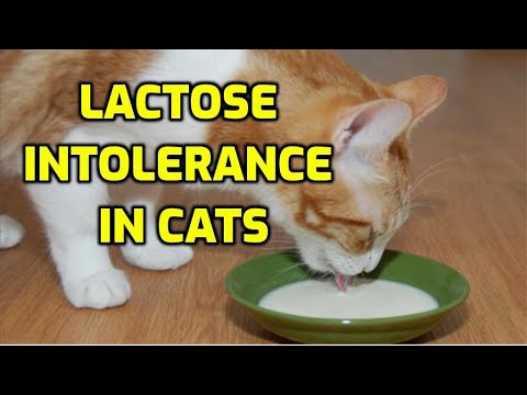 Is Milk Bad For Cats To Drink?