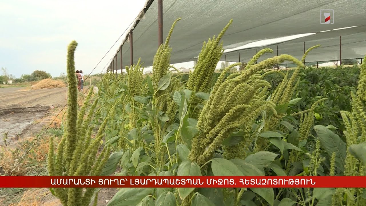 Ամարանտի յուղը՝ լյարդապաշտպան միջոց. հետազոտություն