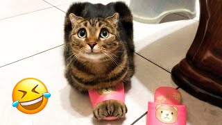 Funniest Dogs And Cats Videos 😅 - Best Funny Animal Videos 2023 😇 #4