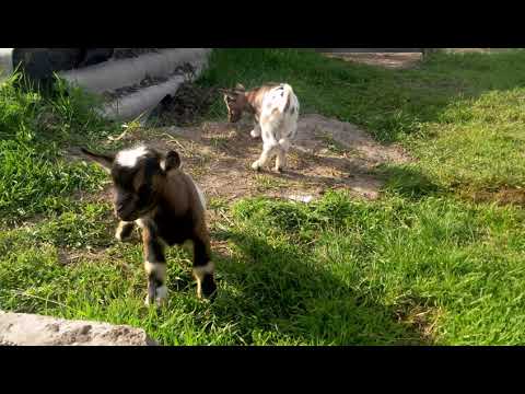 , title : 'Baby Goats Jumping! Cameroon dwarf goats'