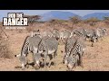 Grévy S Zebra Buffalo Springs Zebra Plains On Tour