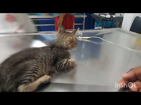 ඔයාට නිවන් සුව මගෙ නියෝ පැටියෝ... හොද ආත්මෙක ඉපදෙන්න ඕන ඔයා. .❤️❤️