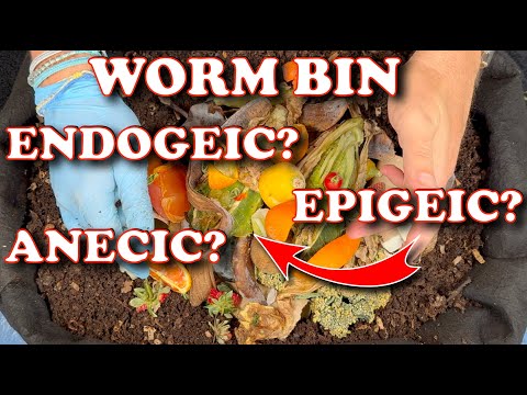 3 Types of Earthworms EXPLAINED + Why This Outdoor Worm Bin ROCKS!
