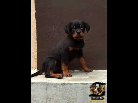 HD KARMA 1 YAGAZIE 🤎🖤. ( SIRE: TIGER RI MORBY DICK    X    DAM :XENA VON OLATUNJI MCARIOS)