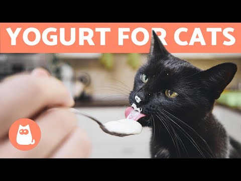 Can I Give YOGURT to My CAT? Cats & Dairy - YouTube