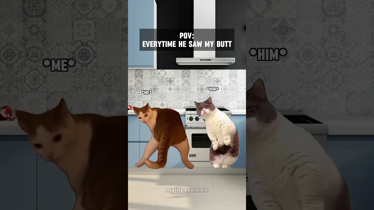 Cat memes 😻 everytime he saw this #catmemes #relatable #cat #meme