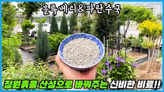 이 비료가 필요하신 분들 분명 계실거예요!! 파란수국, 블루베리, 진달래 전용!!