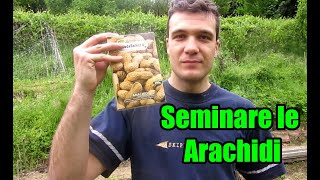 Semina di Arachidi - Frutta Secca o Leguminosa #vlogorto49