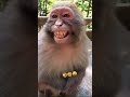 Hasne Wala Bandar Ka New Shorts Tik Tok Funny Video