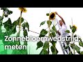Zonnebloemwedstrijd stap 4: Zonnebloem verzorgen