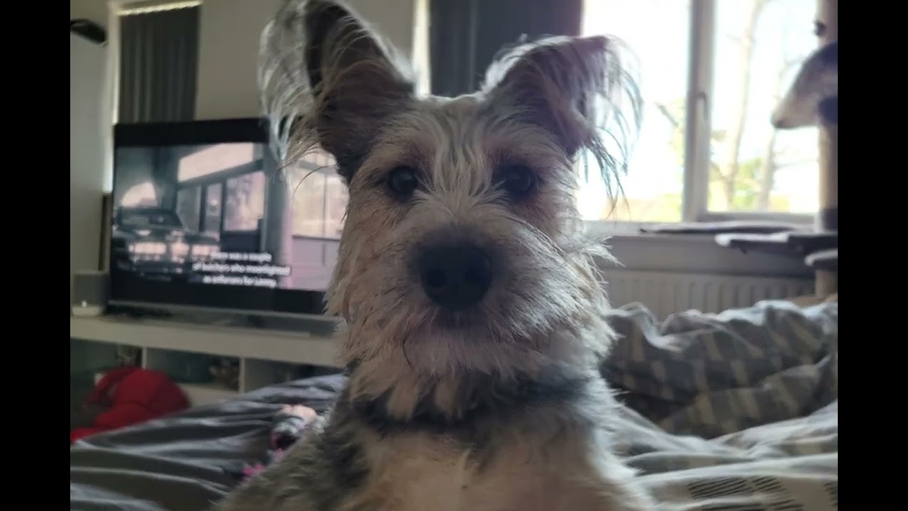 From Street to Safe – Nero’s Incredible Transformation