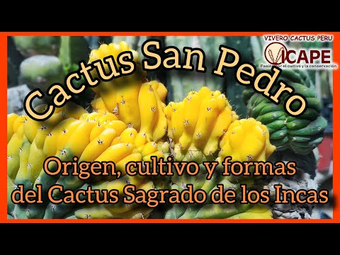 , title : 'El cactus sagrado de los Incas: San Pedro 🌵'