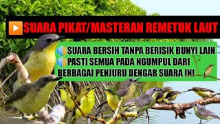 Download lagu Suara pikat remetuk laut//Masteran remetuk laut mp3 Download lagu Suara pikat remetuk laut//Masteran remetuk laut mp3