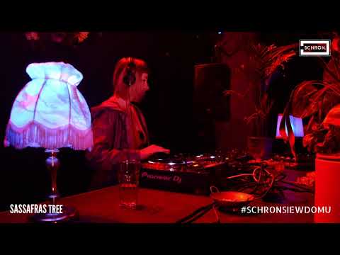 Sassafras Tree @ Live Stream from Schron (PL)