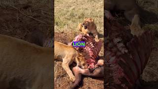 The Wildest African Safari In The World 😳🇰🇪 #travel #kenya