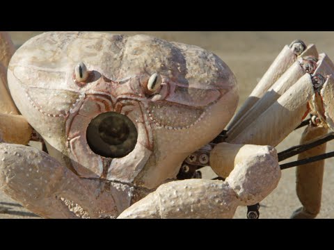 Who Will Survive The Fish Invasion - Robot Spy Crab or Spy Pelican?