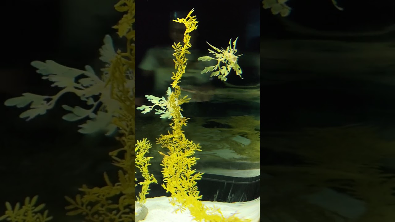 YouTube Short thumbnail